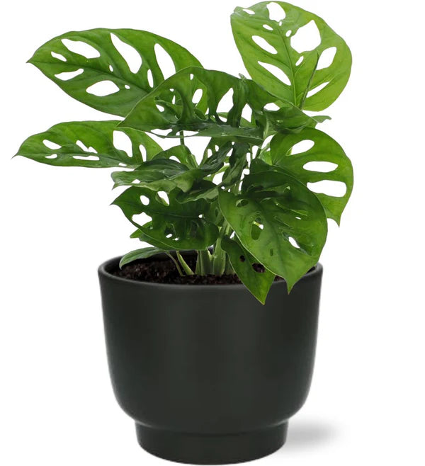 Ontdek de Unieke Monstera Monkey Leaf – De Perfecte Kamerplant voor jouw Interieur