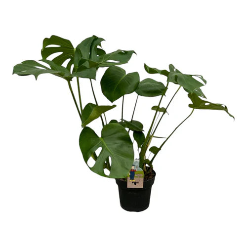 Monstera Deliciosa grote kamerplant