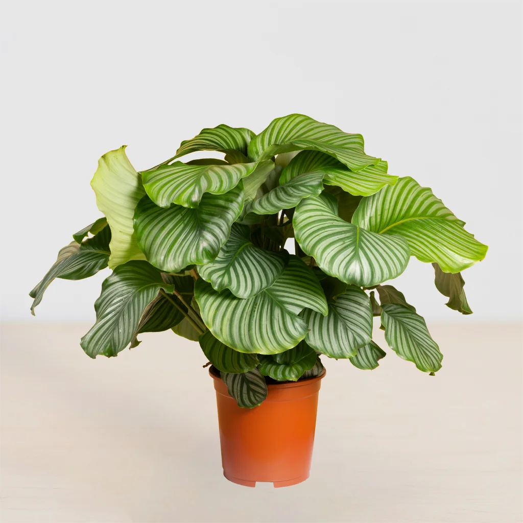 "Calathea Orbifolia 'Pauwenplant' – Ø15cm – Indirect Licht – Makkelijk in Onderhoud – Inclusief Potenza Pot (Zwart)"