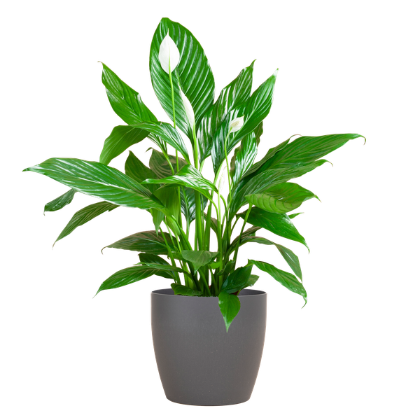 Spathiphyllum (vredeslelie) - 80cm - Ø21