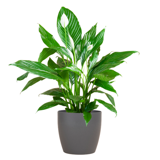 Spathiphyllum (vredeslelie) - 80cm - Ø21