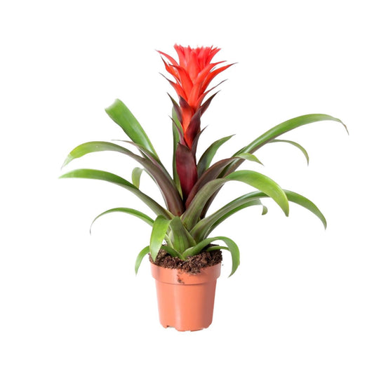 guzmania-Rockyflower-Hope