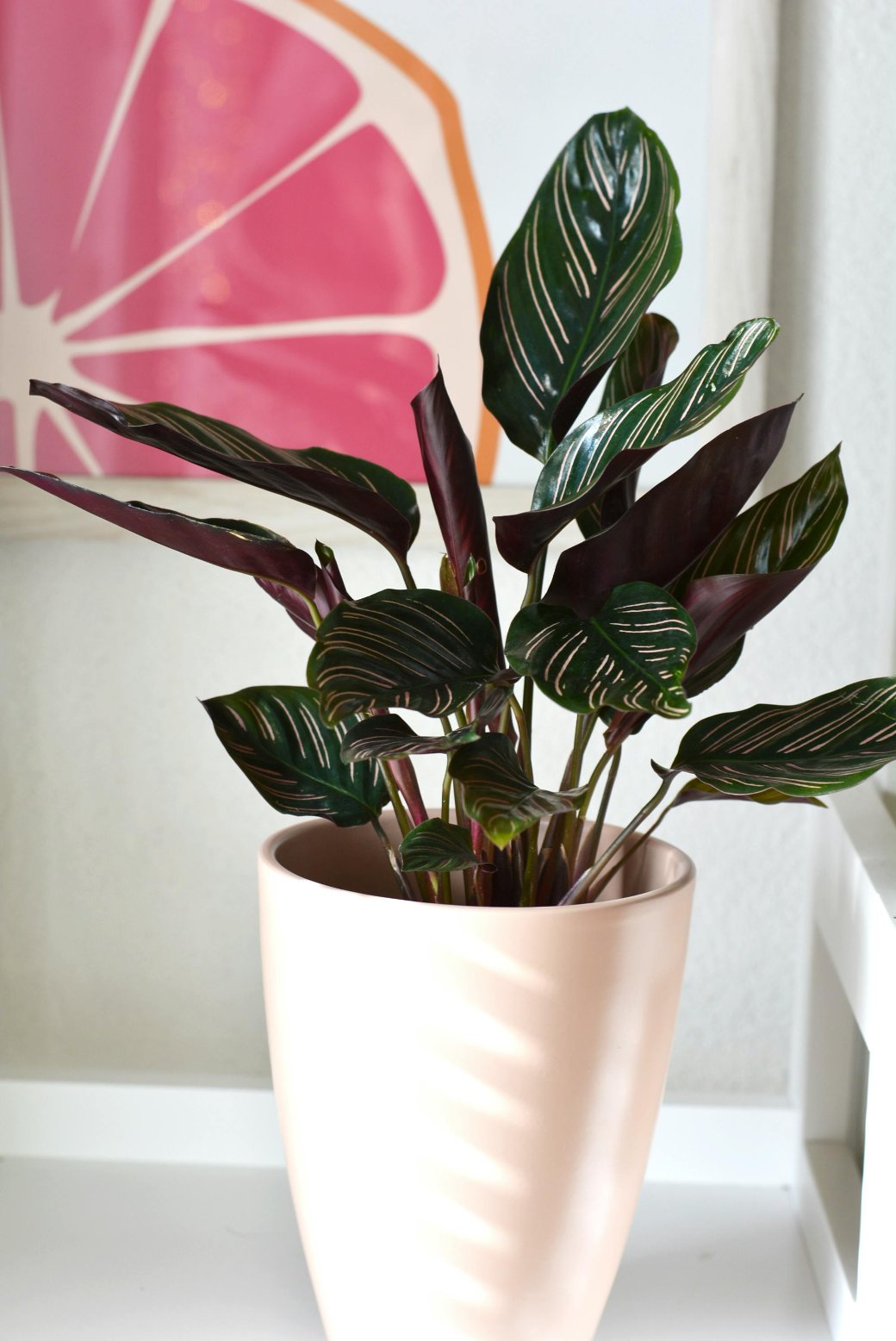 Calathea Ornata-(Pauwenplant) - Ø19 - ↨75cm