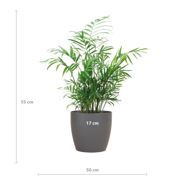 Chamaedorea Elegans (Mexicaanse Dwergpalm) met Viber Pot Grijs - 55 cm - Ø17