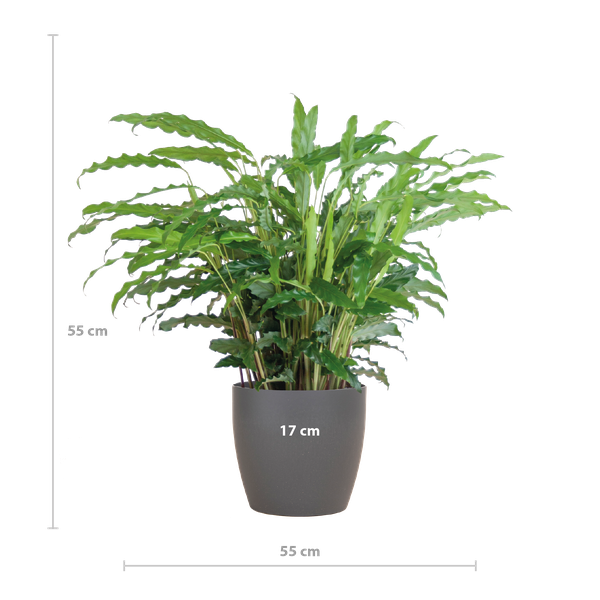 Calathea Rufibarba met Viber grijs - 55cm - Ø17