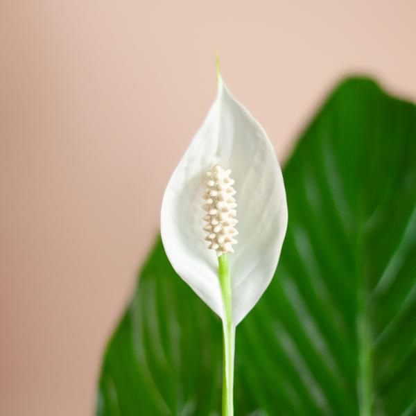 Spathiphyllum (vredeslelie) - 80cm - Ø21