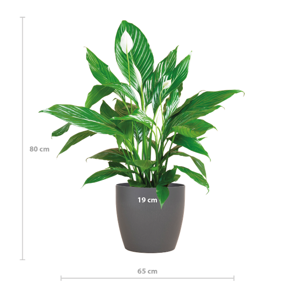 Spathiphyllum (vredeslelie) - 80cm - Ø21