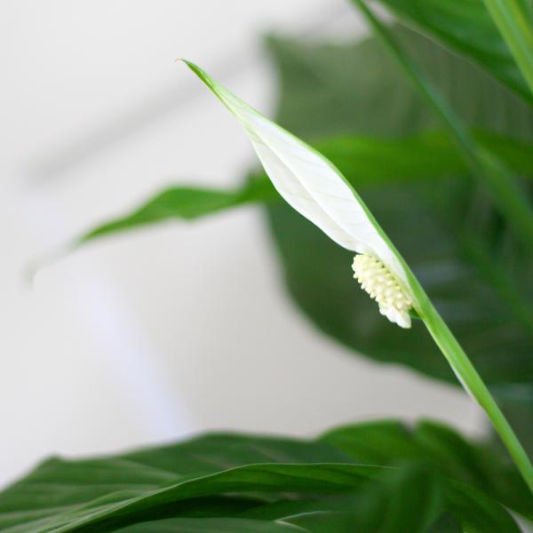 Spathiphyllum (vredeslelie) - 80cm - Ø21