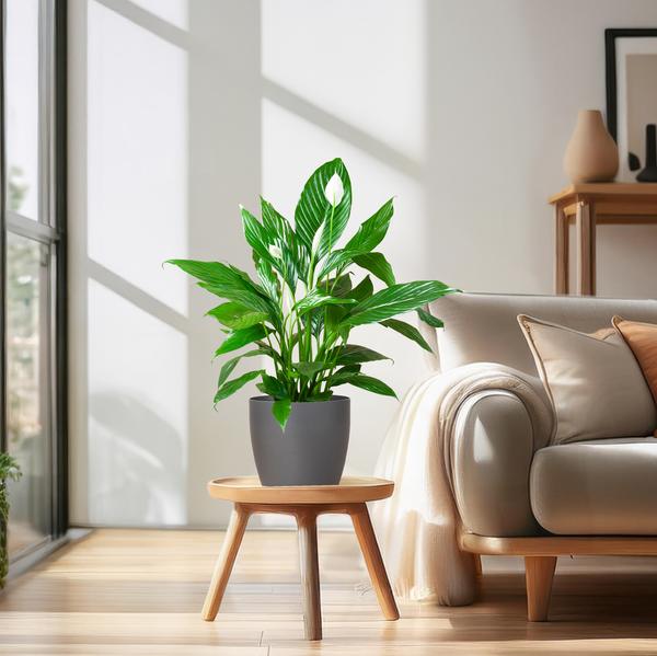 Spathiphyllum (vredeslelie) - 80cm - Ø21