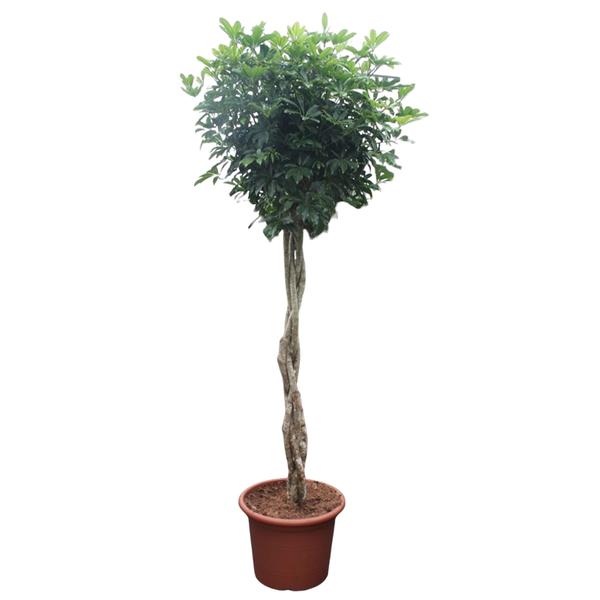 Schefflera Arboricola Compacta gevlochten stam - 250 cm - ø55