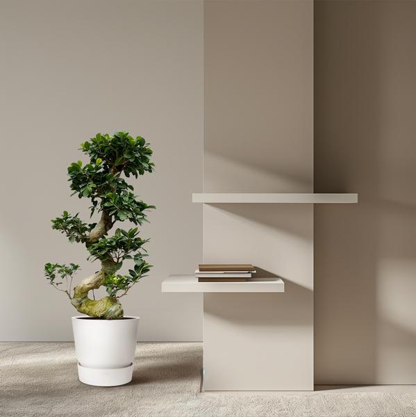 Ficus Microcarpa Ginseng - 80 cm - Ø23cm