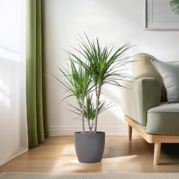 Dracaena Marginata met pot grijs - 95cm - Ø21