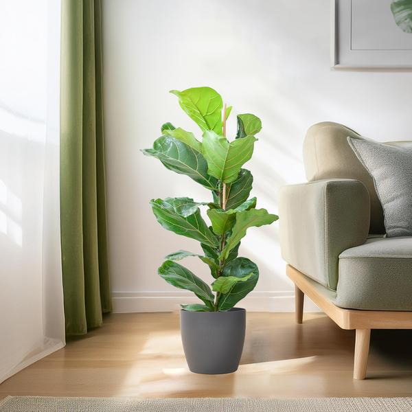 Ficus Lyrata met pot grijs - 80cm - Ø21