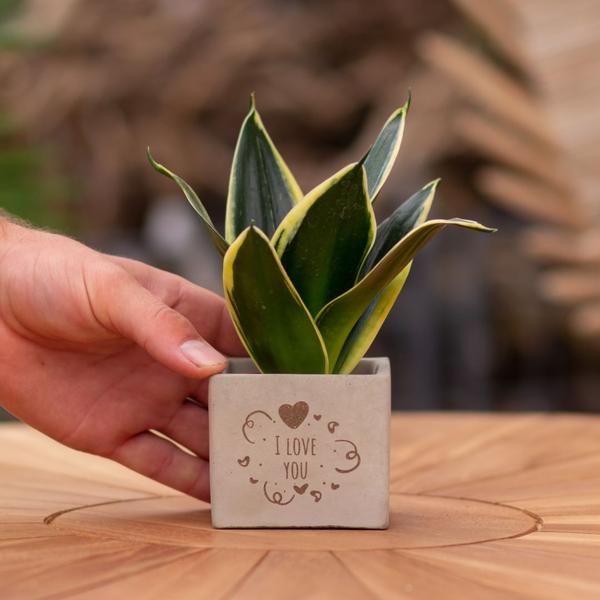 Congreetz® plantpots + Sansevieria | I love you