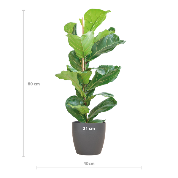 Ficus Lyrata met pot grijs - 80cm - Ø21