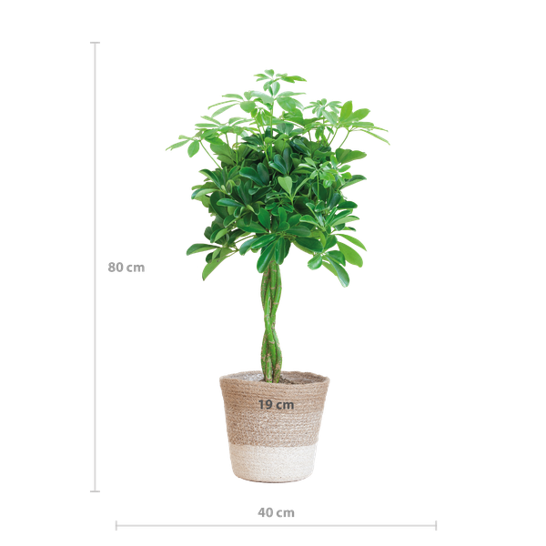 Schefflera Arab Nora met Mand - 70cm - Ø21