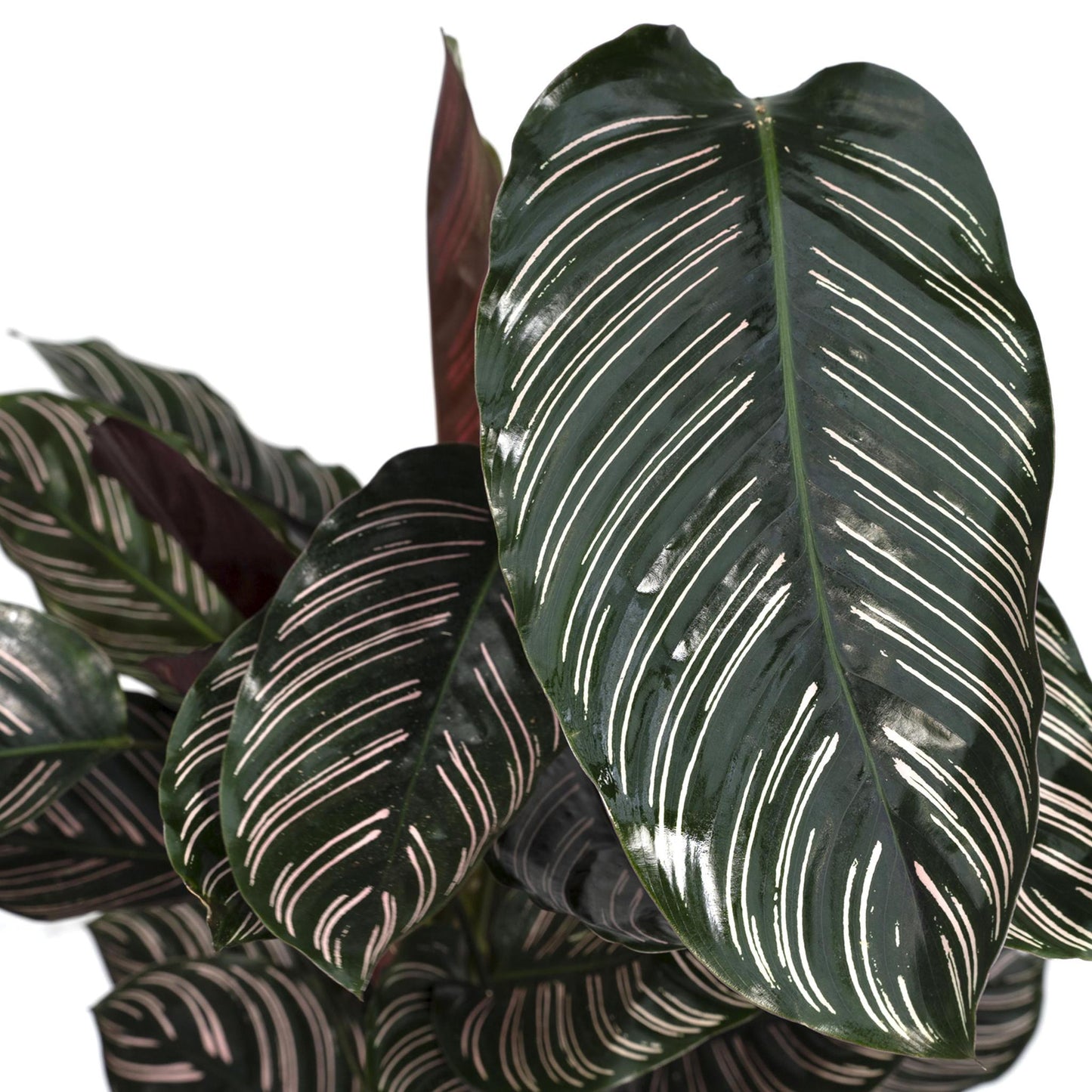 Calathea Ornata-(Pauwenplant) - Ø19 - ↨75cm