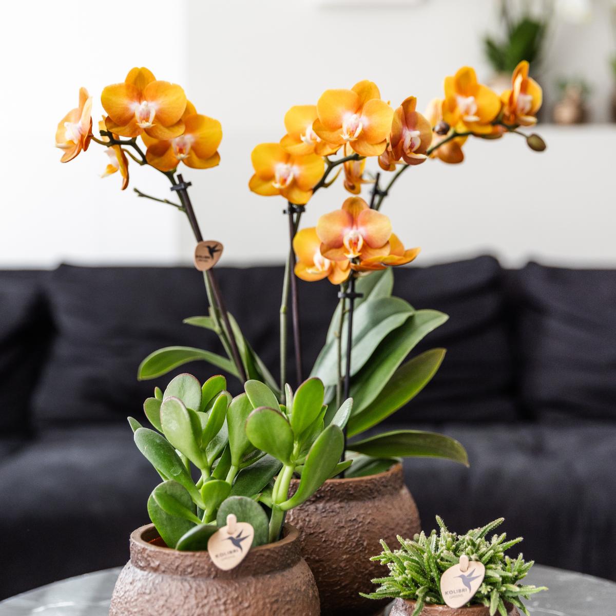 COMBI DEAL van 2 Phalaenopsis orchideeë