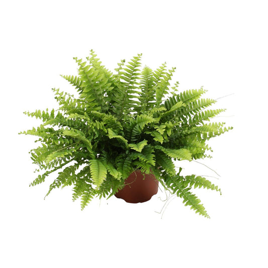 Nephrolepis Boston Green Moment (varen) - Ø12cm - ↕20cm