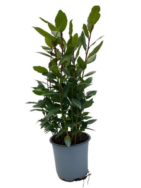 Laurus Nobilis - Ø14cm - ↕35cm