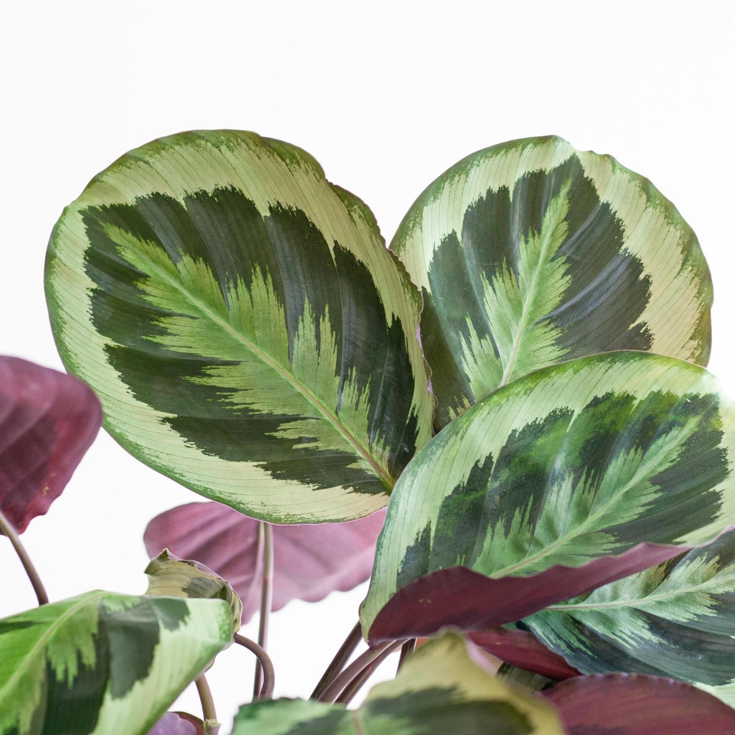 Calathea Medaillon. 'Pauwenplant' met Viber grijs - 65cm - Ø21