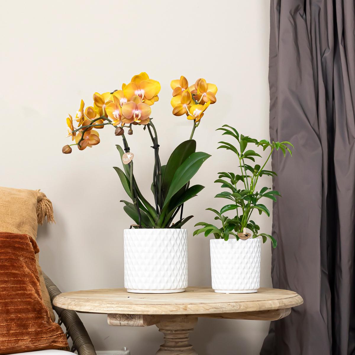 COMBI DEAL van 4 Phalaenopsis orchideeë