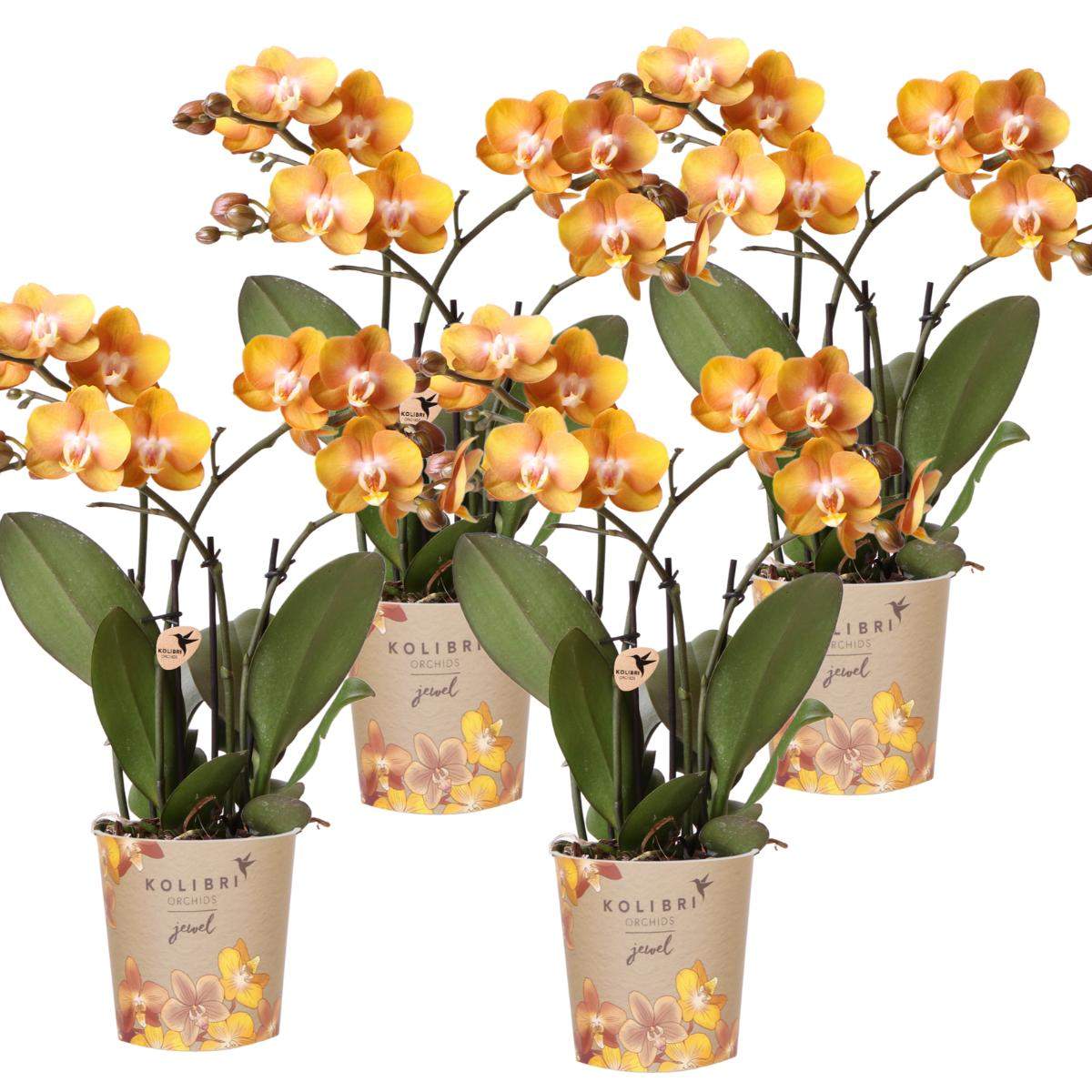 COMBI DEAL van 4 Phalaenopsis orchideeë