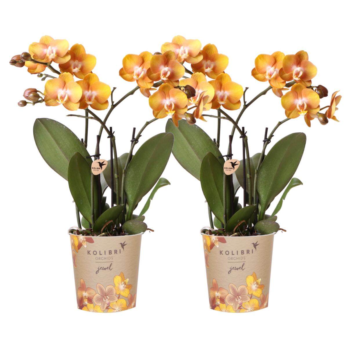 COMBI DEAL van 2 Phalaenopsis orchideeë