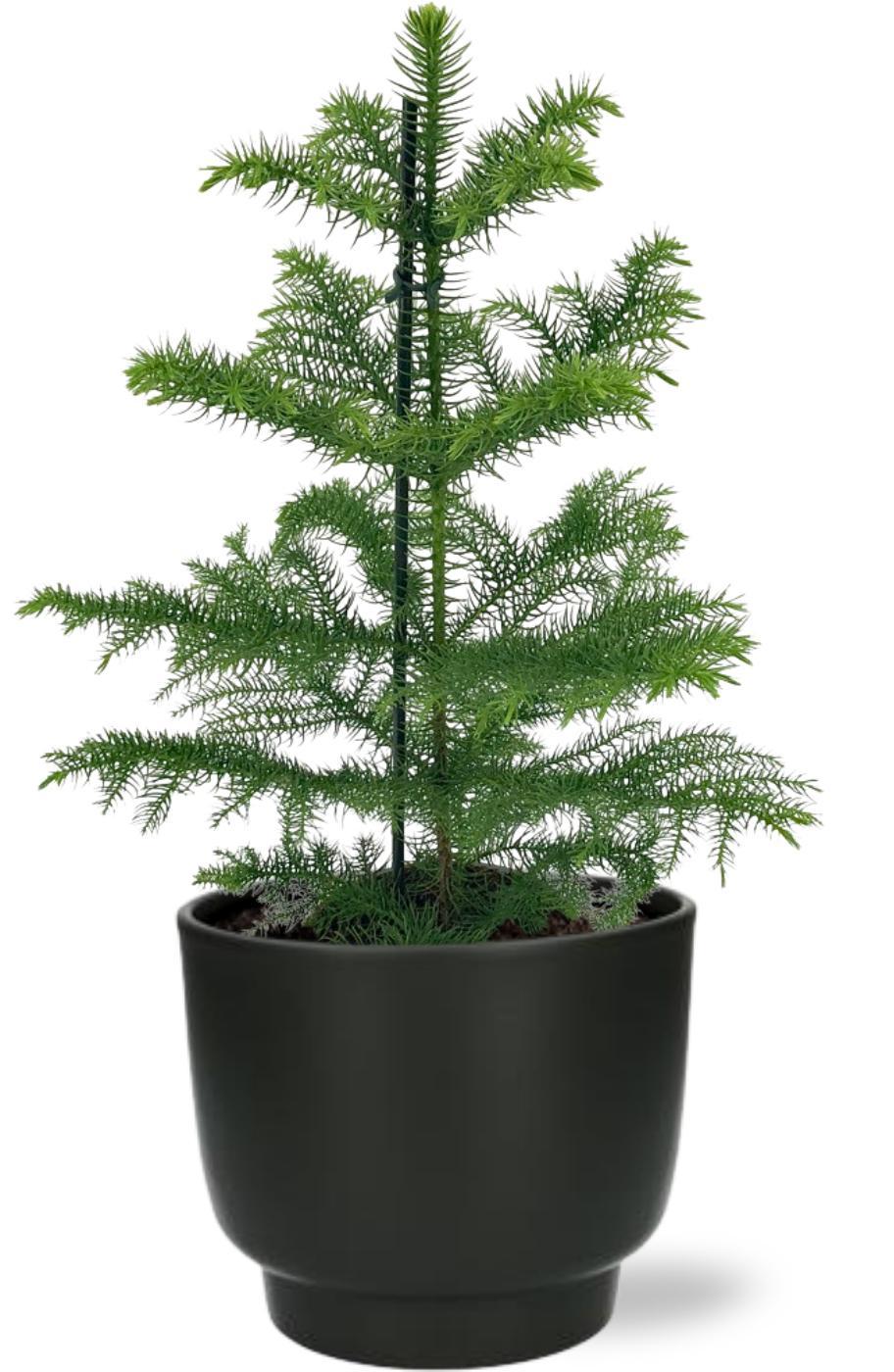 Araucaria Heterophylla. 'Kamerden' - Ø14cm - ↕40cm + Potenza Pot D15x13cm - Zwart