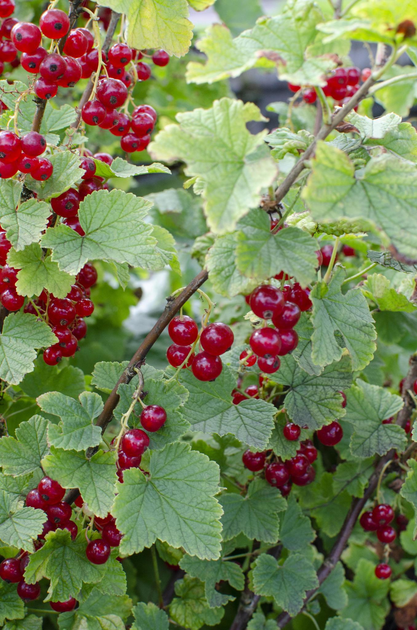 Ribes rubrum 'Jonkheer van Tets' - Aalbes