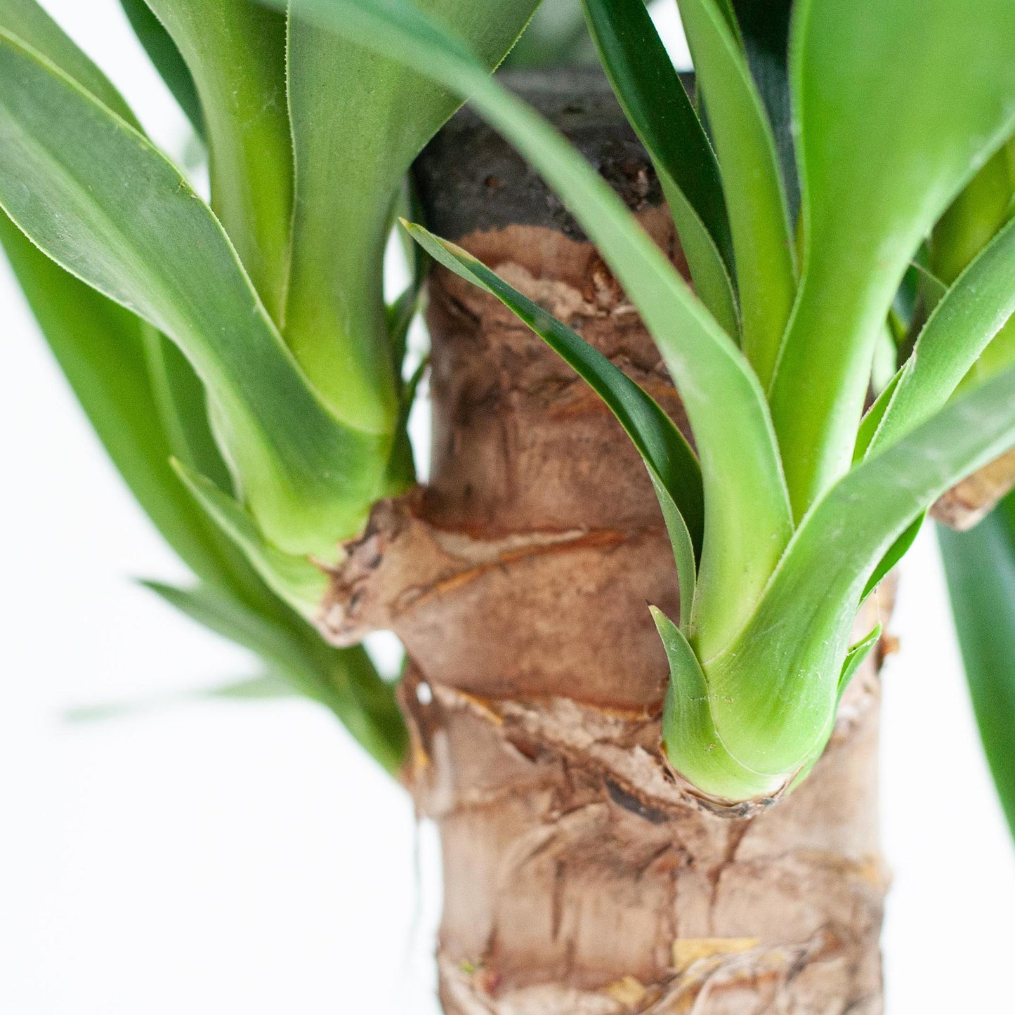 Dracaena  Janet Lindt met Viber grijs pot - 95cm - Ø21