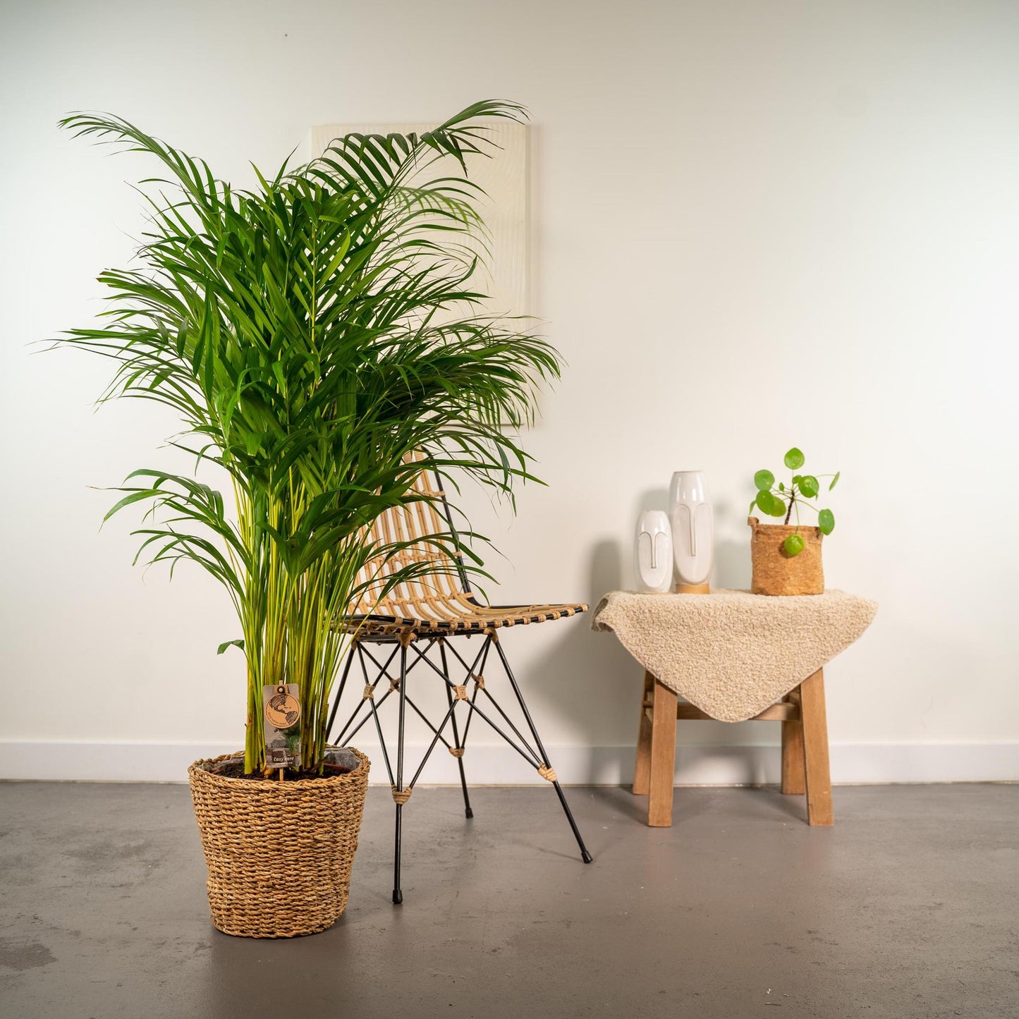 Areca met mand. 'Goudpalm' - ↨130cm - Ø24cm