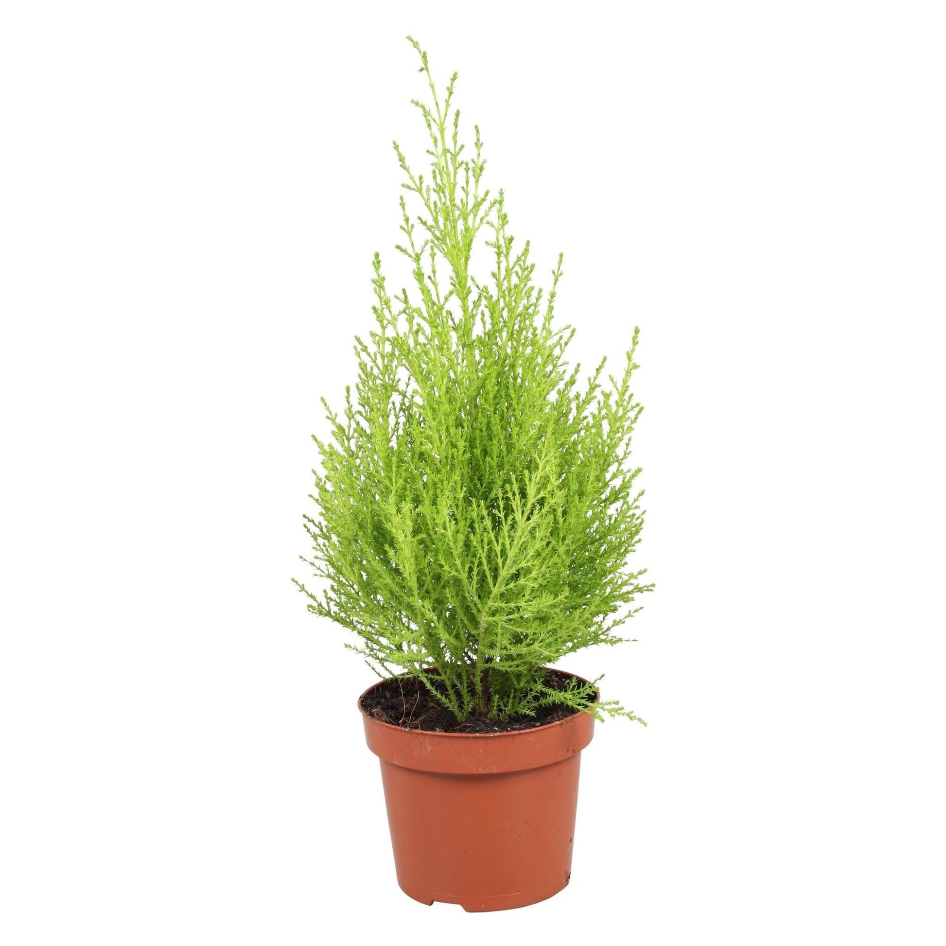 Cupressus Goldcrest Wilma - Hoogte 35-40 Cm