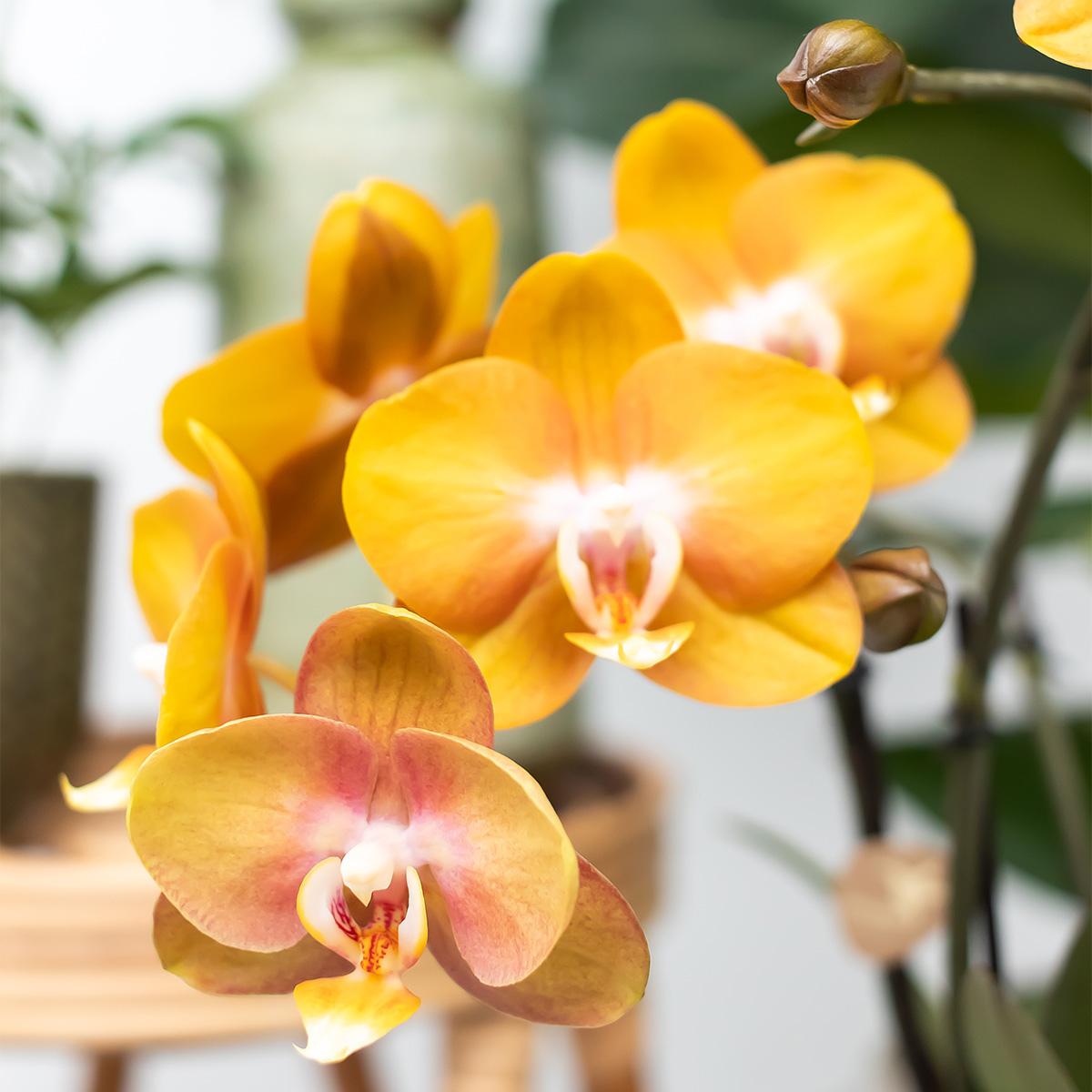 COMBI DEAL van 2 Phalaenopsis orchideeë