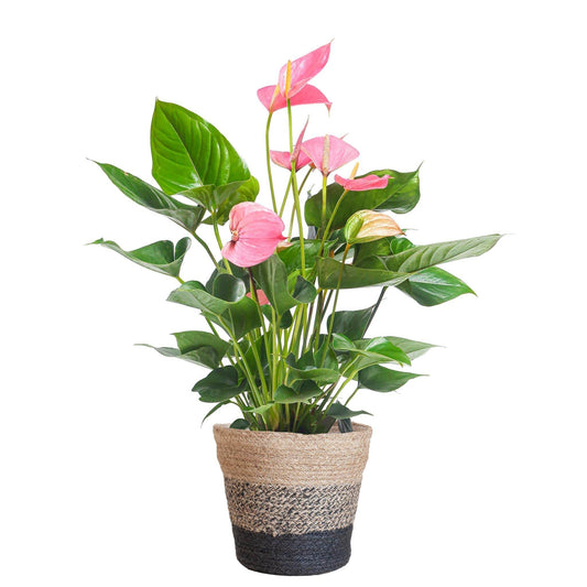 Anthurium Pink explosion met Lissabon mand zwart - 55cm - Ø17