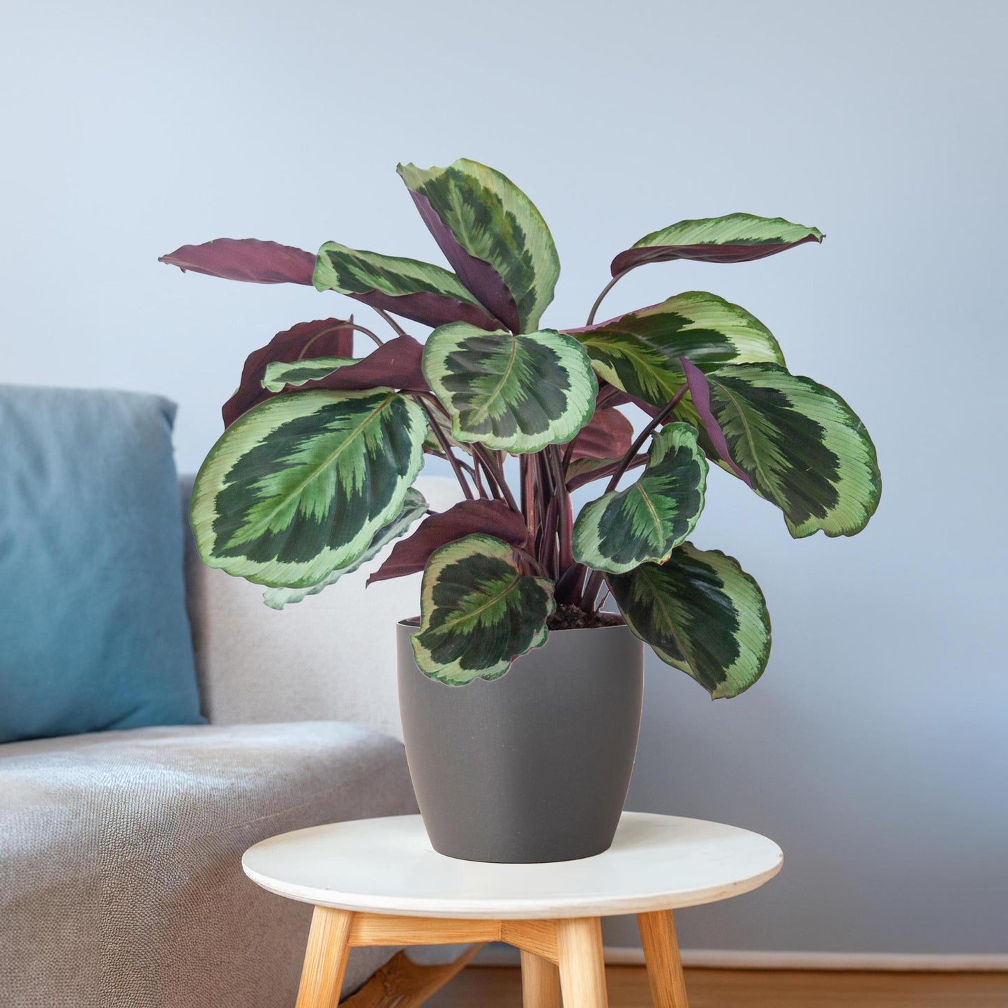 Calathea Medaillon. 'Pauwenplant' met Viber grijs - 65cm - Ø21