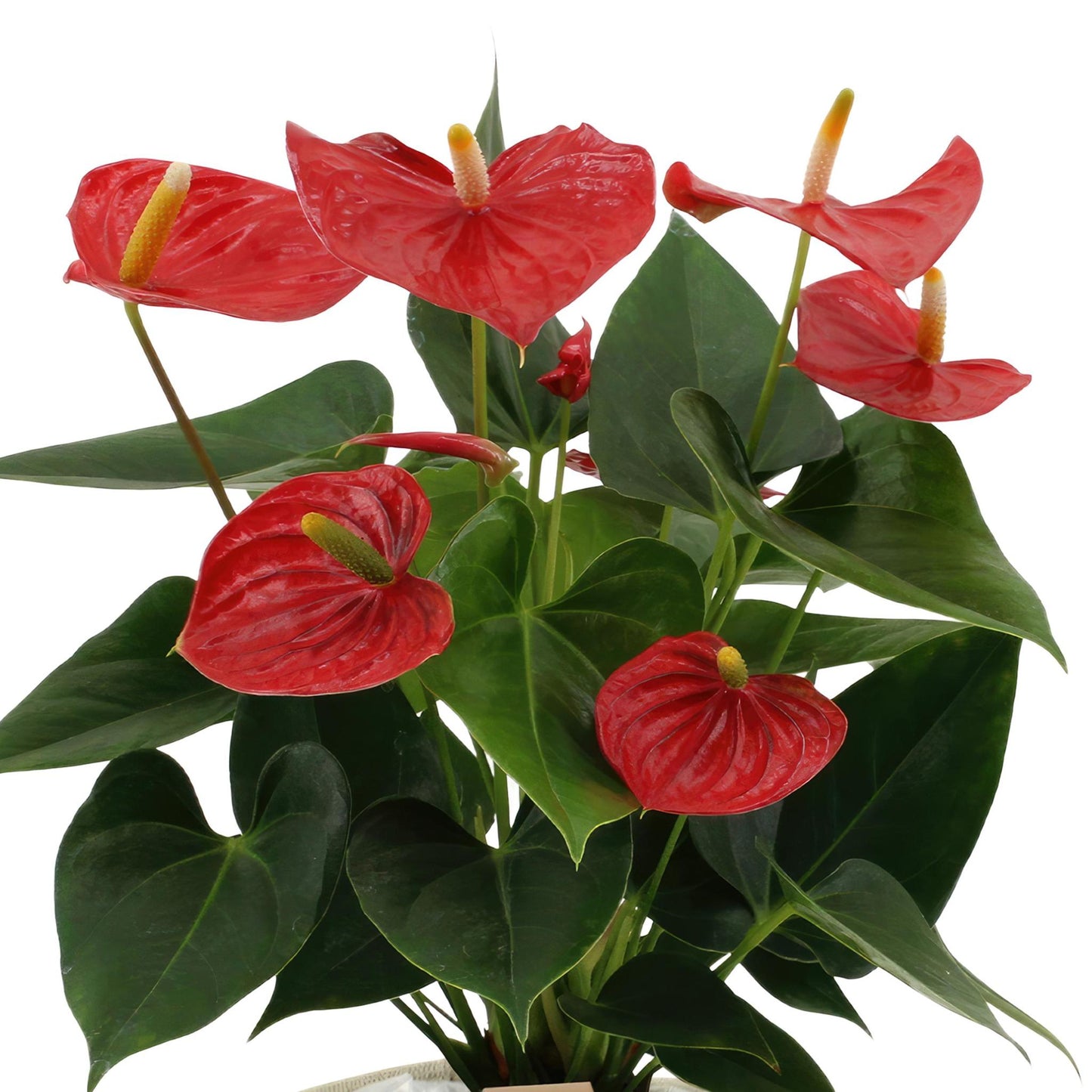 Anthurium andreanum Esudo incl. PURE mand - 45cm - Ø12