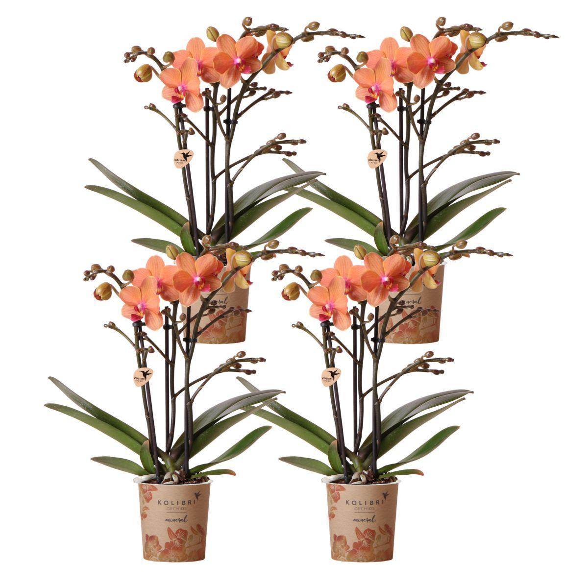 COMBI DEAL van 4 oranje Phalaenopsis orchideeë