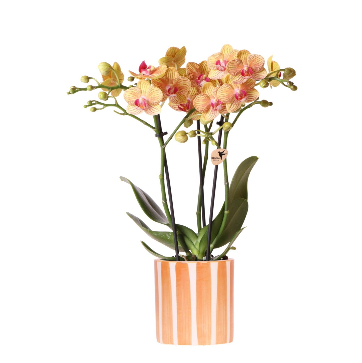 Kolibri Orchids | oranje Phalaenopsis orchidee - Jamaica + Painted Stripe pot oranje - potmaat Ø9cm | bloeiende kamerplant - vers van de kweker