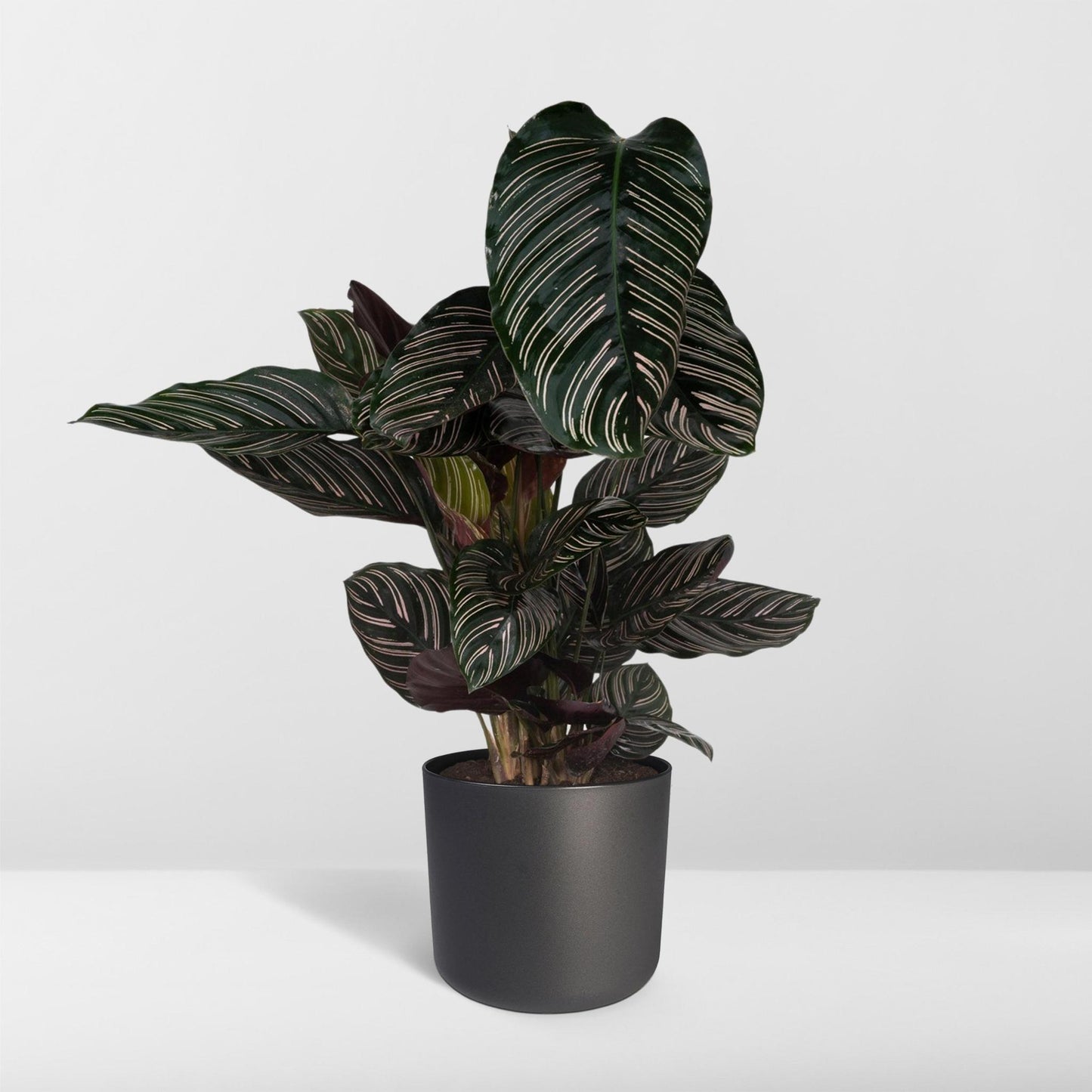 Calathea Ornata-(Pauwenplant) - Ø19 - ↨75cm