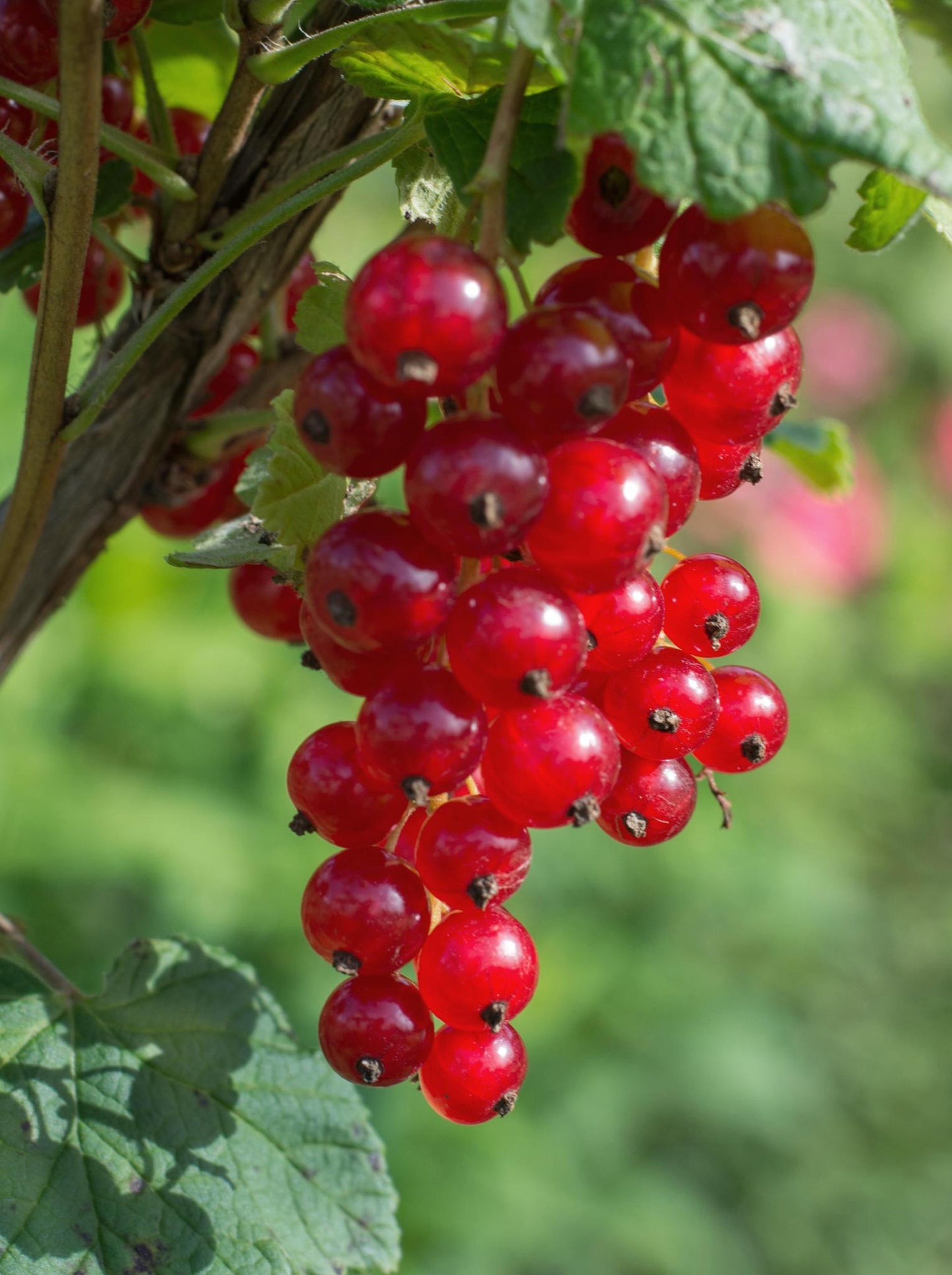 Ribes rubrum 'Jonkheer van Tets' - Aalbes