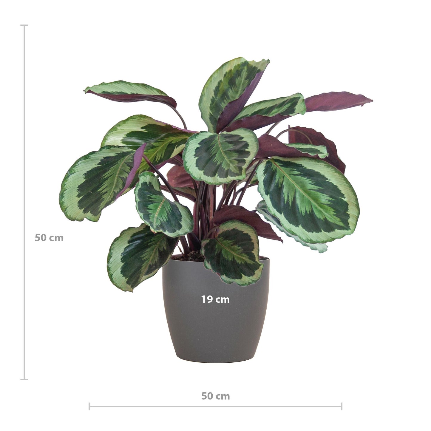 Calathea Medaillon. 'Pauwenplant' met Viber grijs - 65cm - Ø21