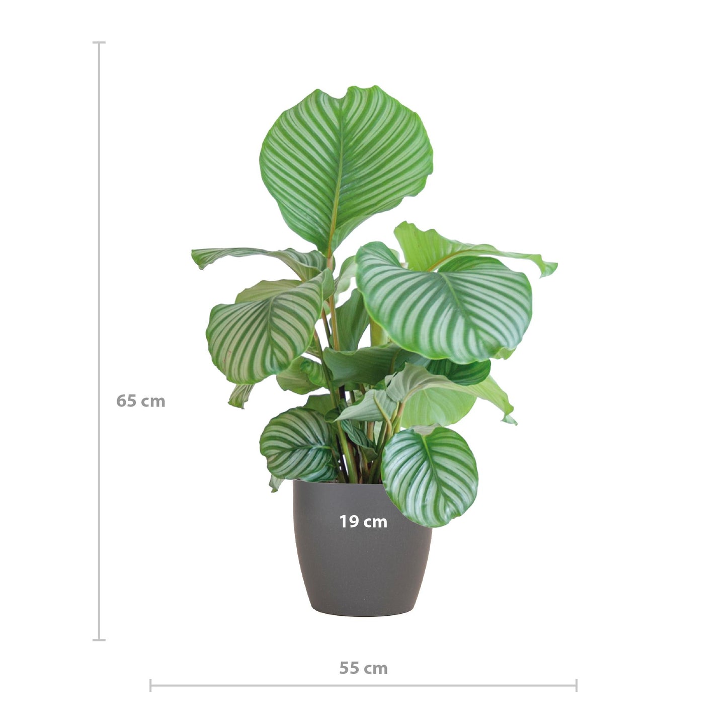 Calathea Orbifolia 'Pauwenplant' - 65cm Hoog - Ø21cm - Prachtige Grijze Viber Pot - Matige Waterbehoefte - Ideaal voor Lichte Ruimtes