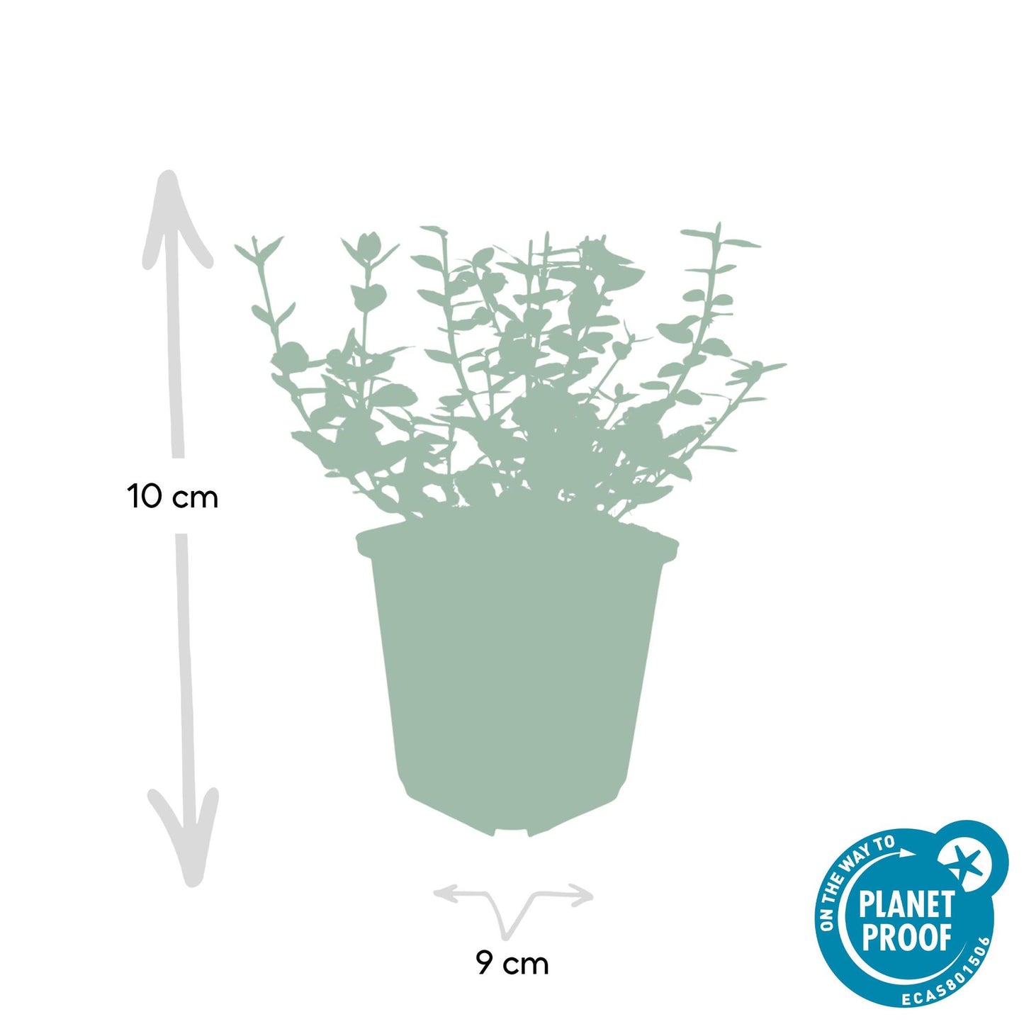 Euonymus 'Emerald 'n Gaity' - ↕10-25cm - Ø9cm - 6x