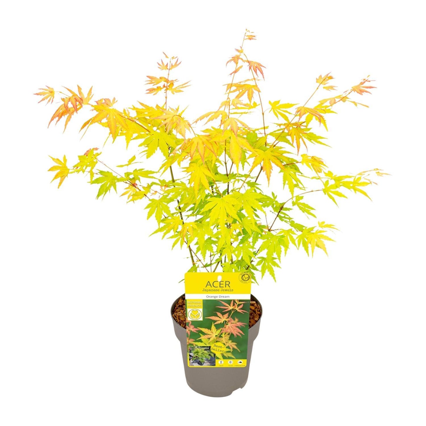 Acer palmatum 'Orange Dream' (Japanse Esdoorn) - Ø19cm - ↕40cm - Ø15 - ↨30cm