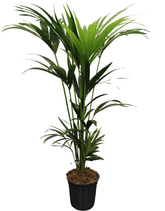 Howea Forsteriana Kentia 5 Pit 120-140cm - Ø21cm - ↕120cm