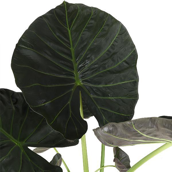 Alocasia Regal Shield. 'Olifantsoor' Ø24cm - ↕110cm