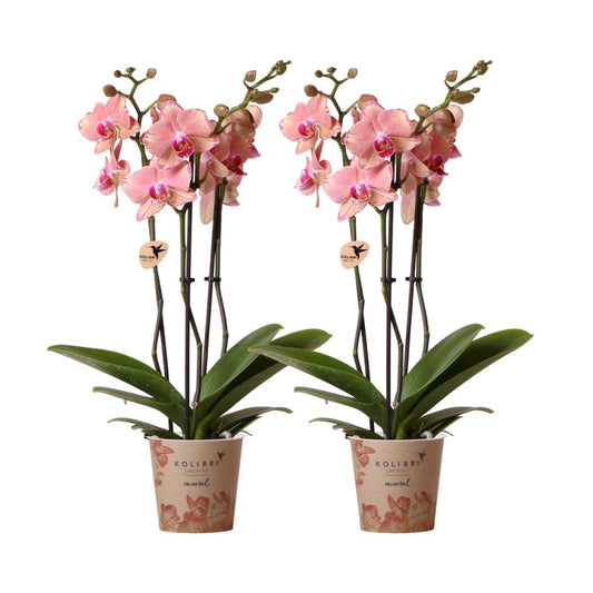 Kolibri Orchids I COMBI DEAL van 2 Phalaenopsis orchideeën - Pirate Picotee - potmaat Ø12cm | bloeiende kamerplant - vers van de kweker