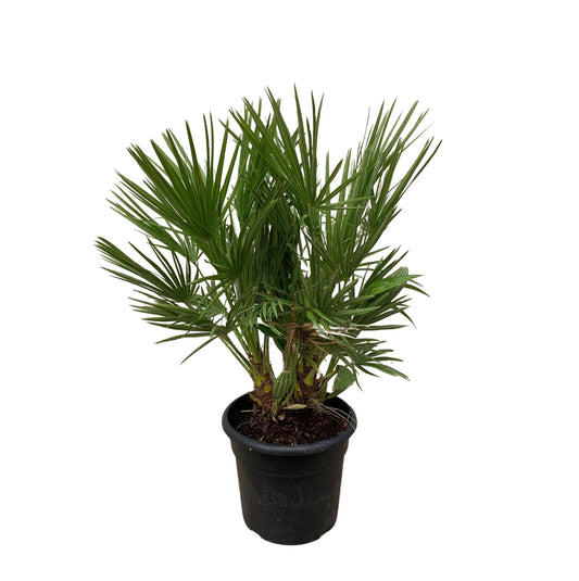 Chamaerops Humilis struik - 100 cm - Ø24cm