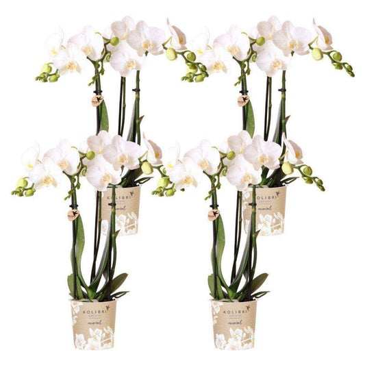 COMBI DEAL van 4 witte Phalaenopsis orchideeë